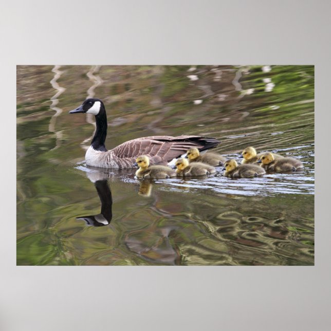 Pôster Foto de Mãe Ganso e Gansos Bebês (Frente)