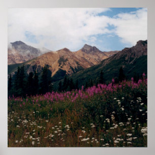 Pôster Foto de Montanhas White Daisy e Purple Fireweed