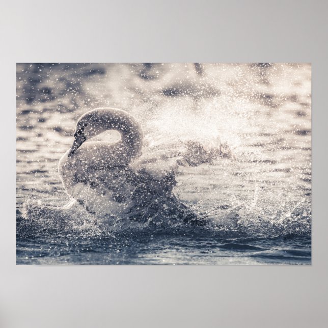 Poster Foto de Natureza de Swan Branco (Frente)