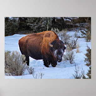 Poster Foto de Neve Buffalo