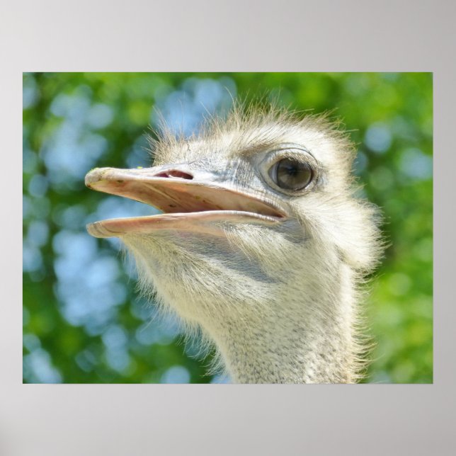 Poster Foto de Ostrich Encantada (Frente)
