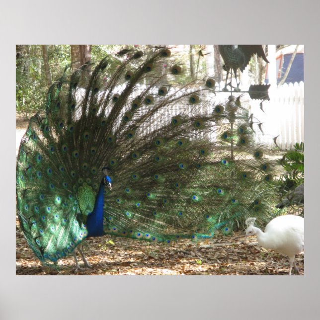 Pôster Foto de Plumagem de Ave Pavão e Peahen Albino (Frente)