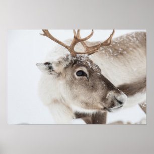 Poster Foto de Reindeer