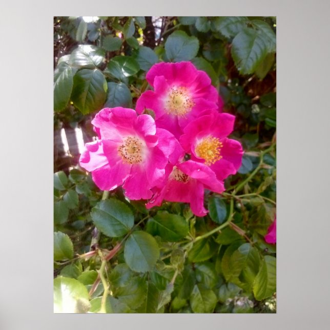 Poster Foto de Rosas  (Frente)