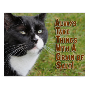 Pôster Foto De Slogan Motivacional De Grain Of Salt Cat