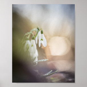 Poster Foto de Snowdrops Nature