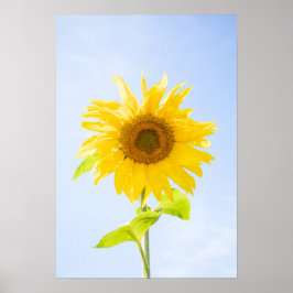Poster Foto de Sunflower Nature