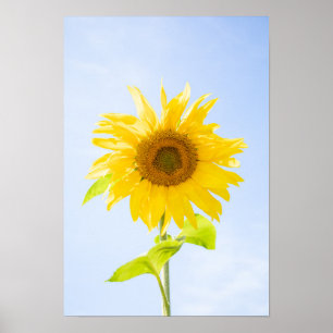 Poster Foto de Sunflower Nature