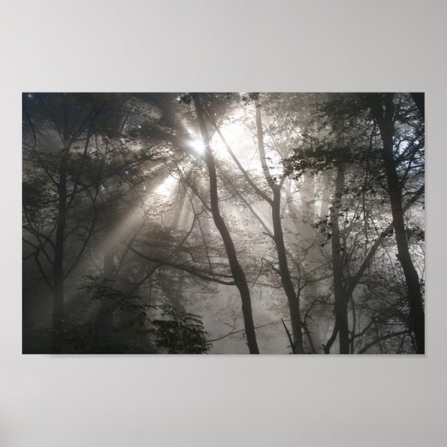 Poster Foto de Sunlight Through Trees (Frente)