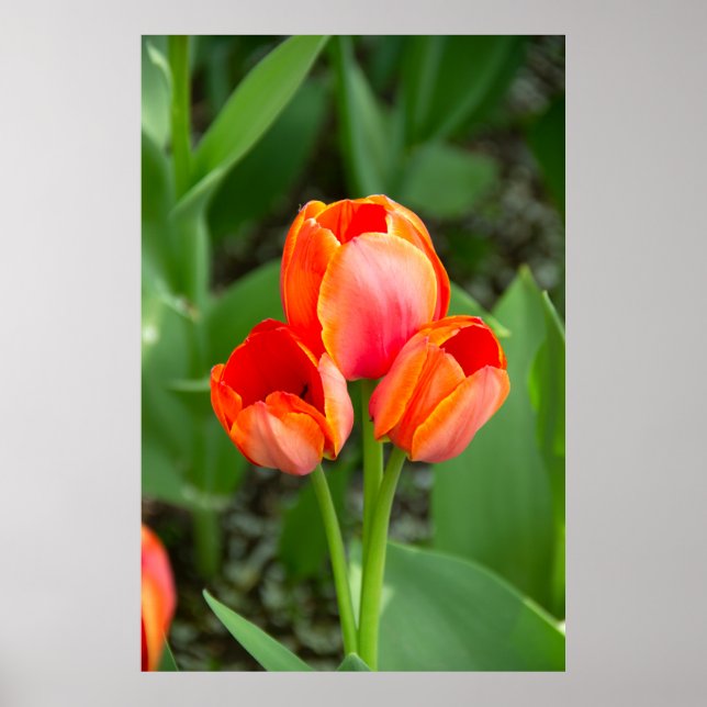 Poster Foto de três tulipas vermelhas (Frente)