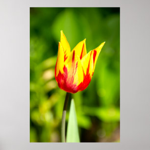 Poster Foto de tulipa amarela-vermelha brilhante