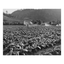 Foto de um campo de cigarro em honduras