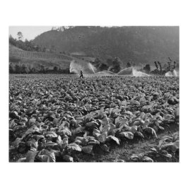 Pôster Foto de um campo de cigarro em honduras