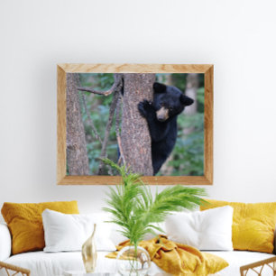 Poster Foto de um filhote de urso preto brincalhão na árv