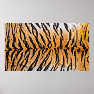 Poster Foto de um verdadeiro Tigre Indo-Chinês (Panthera
