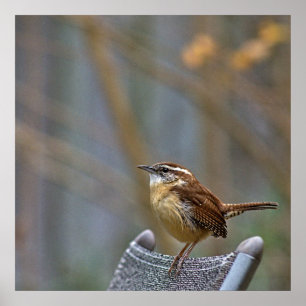 Poster Foto de uma amiga Carolina Wren.