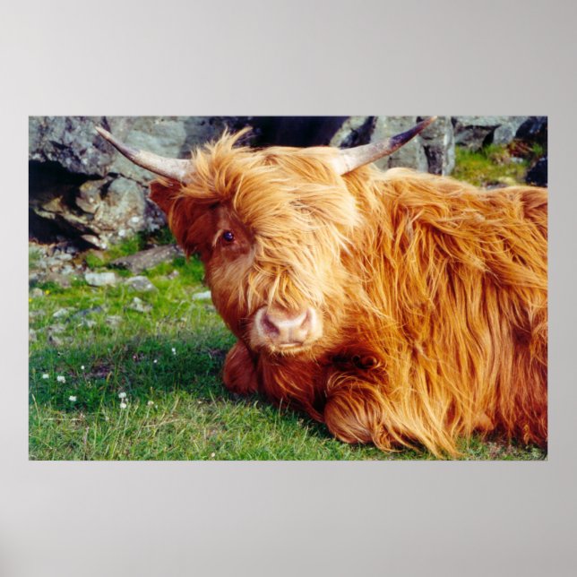 Poster Foto de Vaca Highland (Frente)