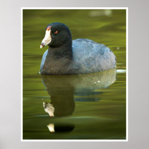 Poster Foto de vida selvagem de ave aquática com reflexo