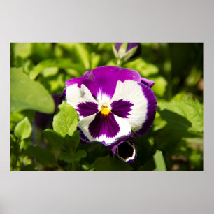Poster Foto de violetas roxas e brancas