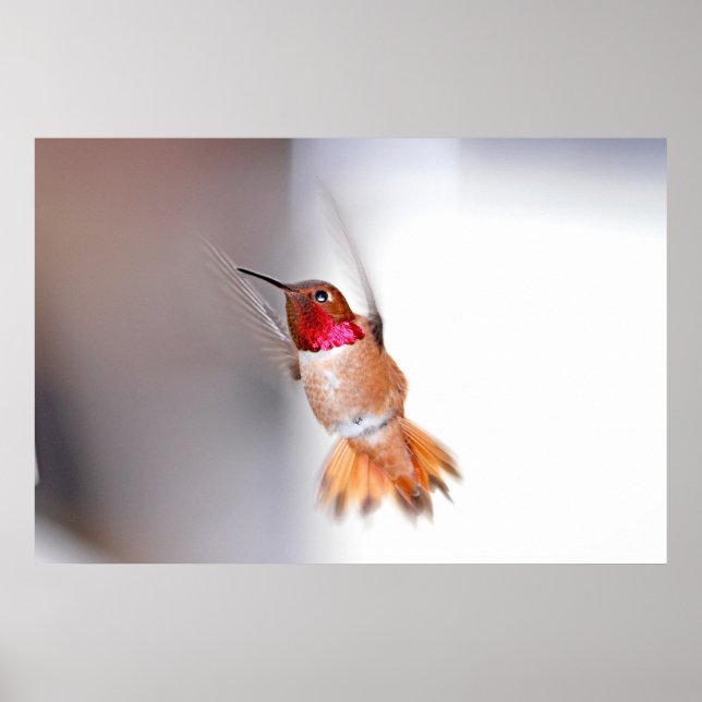 Poster Foto de Voo de Hummingbird (Frente)