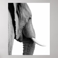 Foto do animal selvagem africano, elefante branco