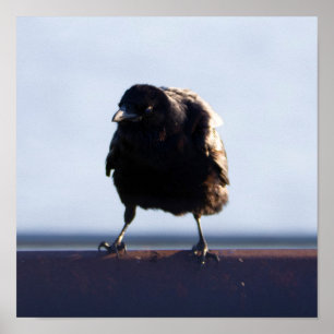 Poster Foto do Blackbird