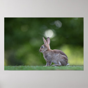 Poster Foto do Coelho Wildlife