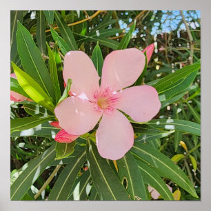 Poster Foto do Desert Willow Flower