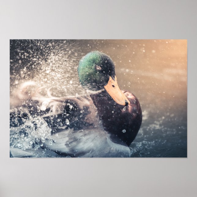 Poster Foto do Duck Nature (Frente)