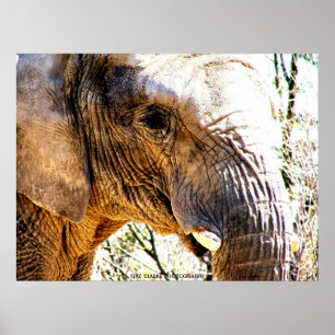 Poster Foto do elefante