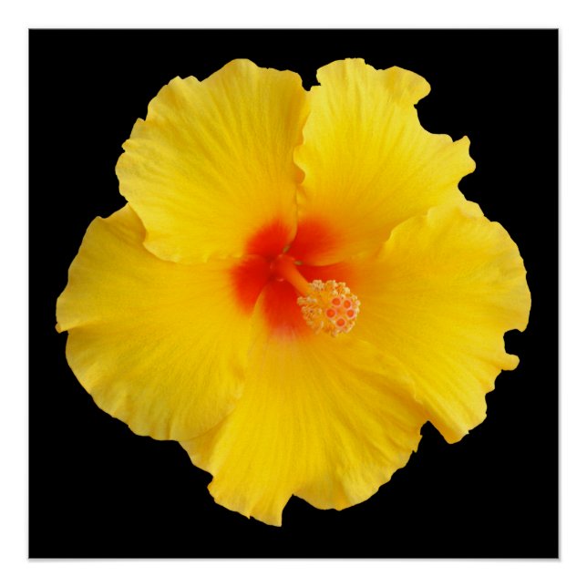 Pôster Foto do Flor Amarelo Hibiscus (Frente)