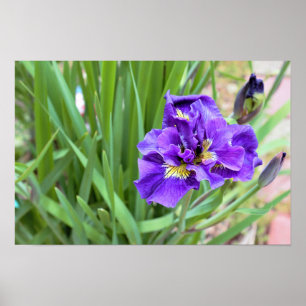 Poster Foto do Flor Iris