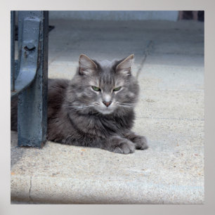 Pôster Foto do gato de racum de Maine