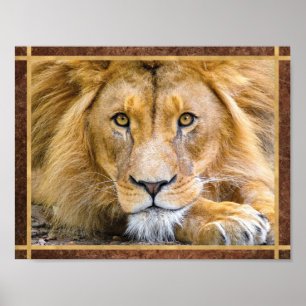 Poster Foto do Lion Face