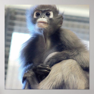 Pôster Foto do macaco