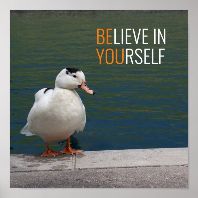 Poster Foto do Pato Branco Mallard (Frente)