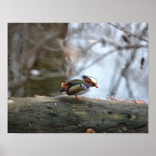 Poster Foto do Pato Mandarin