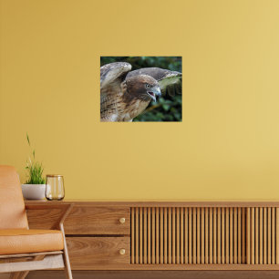 Poster Foto do Raptor Hawk de cauda vermelha