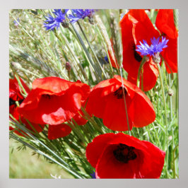Poster Foto do Red Poppy, Cottage Garden