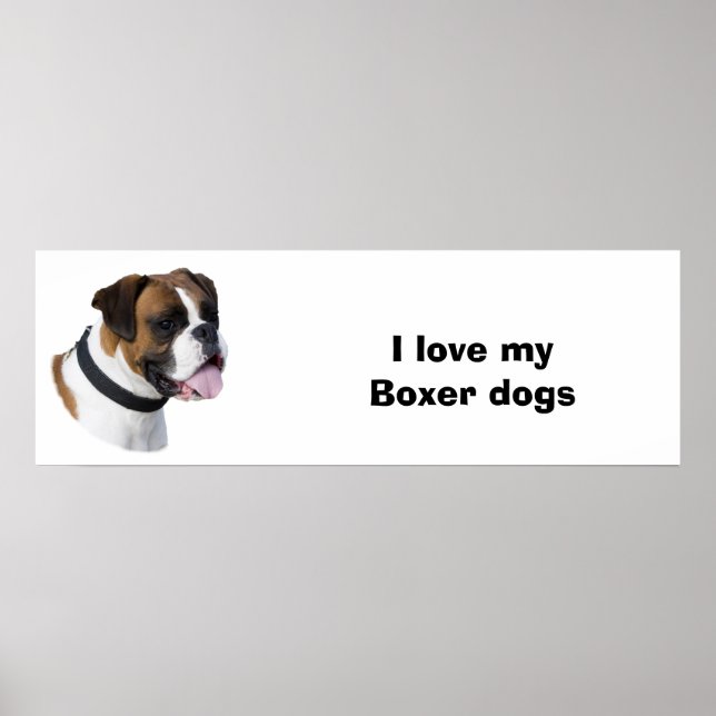 Poster Foto do retrato de cão boxer (Frente)