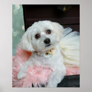 Poster Foto do Retrato Pupppy branco de Rico adorável