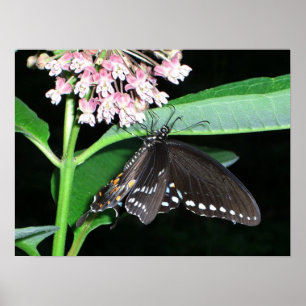 Pôster Foto do Swallowtail Negro da Borboleta Noturna