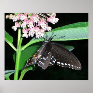 Pôster Foto do Swallowtail Negro da Borboleta Noturna
