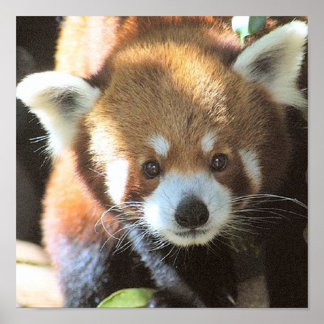 Pôster Foto do Urso Castanho Bonito (Frente)