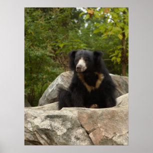 Pôster Foto do urso de preguiça