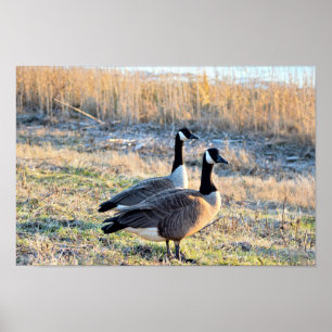 Poster Foto dos gansos de Canadá