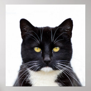 Pôster Foto dos gatos pretos