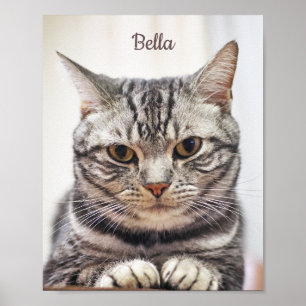 Poster Foto E Nome Do Cat Personalizado