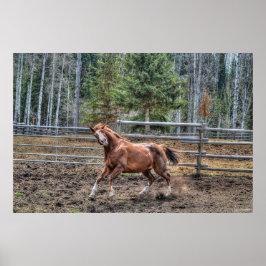 Poster Foto Engraçada, Brincadeira, Cavalo de Castanheiro