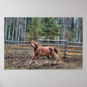 Poster Foto Engraçada, Brincadeira, Cavalo de Castanheiro